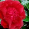 Altheaflora Camellia - 3 Gallon Pot -Plant Serie Store camellia japonica altheaflora 1