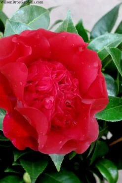 Plant Serie Store 41 Altheaflora Camellia - 3 Gallon Pot