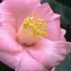 Isaribi Camellia Japonica - 3 Gallon Pot -Plant Serie Store camellia japonica isaribi 6
