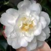 Mrs. Bertha Camellia - 3 Gallon Pot -Plant Serie Store camellia japonica mrs bertha a harms 4