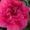 Roosevelt Blues Camellia Japonica - 3 Gallon Pot -Plant Serie Store camellia japonica roosevelt blues 3