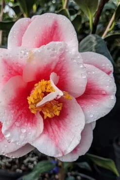 Sadaharu Oh Camellia - 3 Gallon Pot -Plant Serie Store camellia japonica sadaharu oh 100