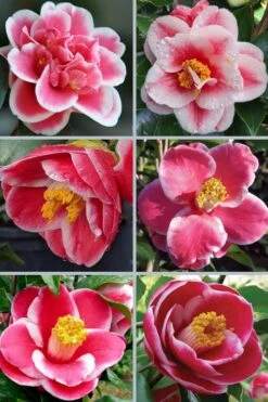 Sadaharu Oh Camellia - 3 Gallon Pot -Plant Serie Store camellia japonica sadaharu oh 102