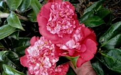 Laura Walker Camellia Japonica - 3 Gallon Pot -Plant Serie Store camellia laura walker 10