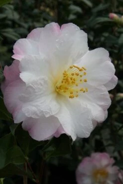 Nina Avery Camellia - 3 Gallon Pot 13 Nina Avery Camellia - 3 Gallon Pot -Plant Serie Store camellia nina avery 4