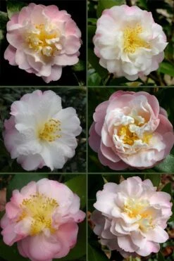 Nina Avery Camellia - 3 Gallon Pot 11 Nina Avery Camellia - 3 Gallon Pot -Plant Serie Store camellia nina avery 6