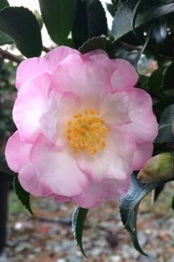 Plant Serie Store 7 October Magic Orchid Camellia - 2 Gallon Pot