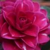 Purple Haze Camellia - 1 Gallon Pot -Plant Serie Store camellia sasanqua purple haze 1
