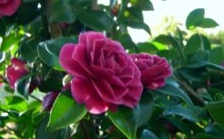 Purple Haze Camellia - 1 Gallon Pot -Plant Serie Store camellia sasanqua purple haze 2