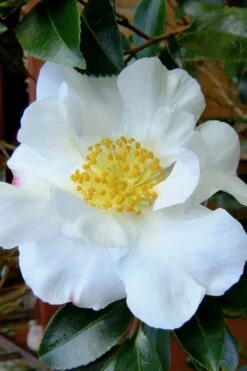 Setsugekka Fragrant Camellia Sasanqua - 7 Gallon Pot -Plant Serie Store camellia setsugekka 3