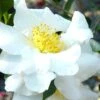 Setsugekka Fragrant Camellia Sasanqua - 7 Gallon Pot -Plant Serie Store camellia setsugekka 4