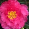 Shishi Gashira Dwarf Camellia Sasanqua - 6 Pack Of 1 Gallon Pots -Plant Serie Store camellia shishi gashira 25