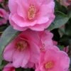 Spring Awakening Fragrant Camellia Hybrid - 3 Gallon Pot 1 Spring Awakening Fragrant Camellia Hybrid - 3 Gallon Pot -Plant Serie Store camellia spring awakening 20