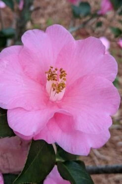 Spring Awakening Fragrant Camellia Hybrid - 3 Gallon Pot -Plant Serie Store camellia spring awakening 21