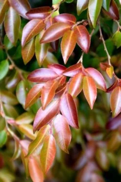 Mount Noko Camellia (Camellia Transnokoensis) - 1 Gallon Pot -Plant Serie Store camellia transnokoensis 10