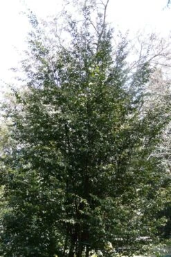 Mount Noko Camellia (Camellia Transnokoensis) - 1 Gallon Pot -Plant Serie Store camellia transnokoensis 13