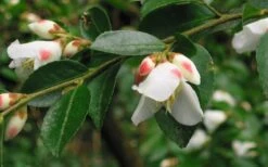 Mount Noko Camellia (Camellia Transnokoensis) - 1 Gallon Pot -Plant Serie Store camellia transnokoensis 5