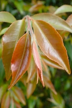 Mount Noko Camellia (Camellia Transnokoensis) - 1 Gallon Pot -Plant Serie Store camellia transnokoensis 7