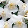 Mount Noko Camellia (Camellia Transnokoensis) - 1 Gallon Pot -Plant Serie Store camellia transnokoensis 8