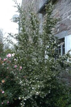 Mount Noko Camellia (Camellia Transnokoensis) - 1 Gallon Pot -Plant Serie Store camellia transnokoensis 9