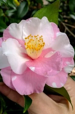 Shibori-Egao Camellia - 3 Gallon Pot -Plant Serie Store camellia x vernalis shibori egao 102