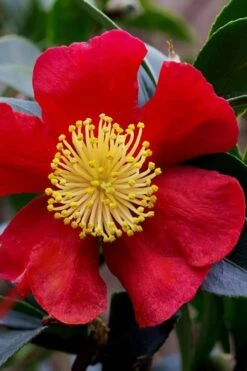 Yuletide Camellia Sasanqua - 2.5 Quart Pot -Plant Serie Store camellia yuletide best