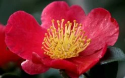 Yuletide Camellia Sasanqua - 2.5 Quart Pot -Plant Serie Store camellia yuletide flower closeup