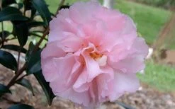 Cotton Candy Camellia Sasanqua - 1 Gallon Pot -Plant Serie Store camelliacottoncandy