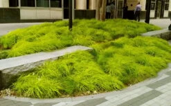 Evercolor 'Everillo' Carex - 5 Pack Of Quart Pots -Plant Serie Store carex everillo 20