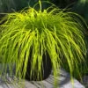 Evercolor 'Everillo' Carex - 5 Pack Of Quart Pots -Plant Serie Store carex everillo 22 thumbnail