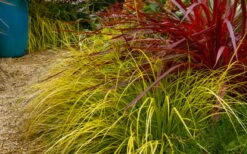 Evercolor 'Everillo' Carex - 5 Pack Of Quart Pots -Plant Serie Store carex everillo 23