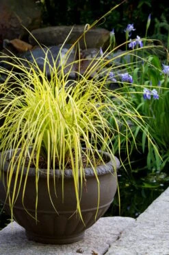 Evercolor 'Everillo' Carex - 5 Pack Of Quart Pots -Plant Serie Store carex everillo 24