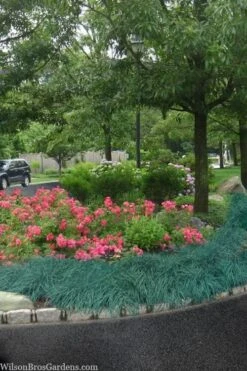 Blue Zinger Sedge Grass (Carex Flacca) - 5 Pack Of Quart Pots -Plant Serie Store carex flacca blue zinger sedge grass 13 1