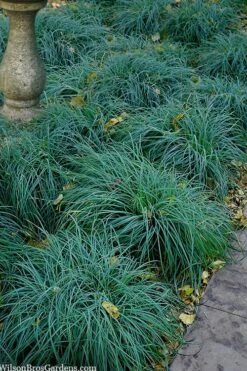 Blue Zinger Sedge Grass (Carex Flacca) - 5 Pack Of Quart Pots -Plant Serie Store carex flacca blue zinger sedge grass 14 1