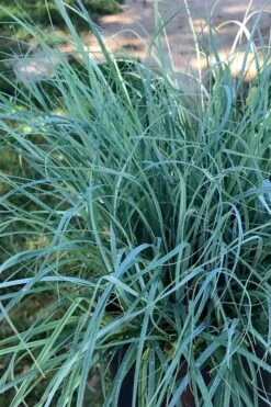 Blue Zinger Sedge Grass (Carex Flacca) - 5 Pack Of Quart Pots -Plant Serie Store carex flacca blue zinger sedge grass 15 1