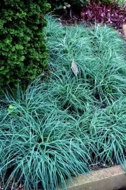 Blue Zinger Sedge Grass (Carex Flacca) - 5 Pack Of Quart Pots -Plant Serie Store carex flacca blue zinger sedge grass 17 1