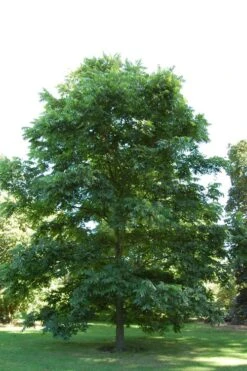 Pawnee Pecan Tree - 5 Gallon Pot -Plant Serie Store carya illinionensis hardy pecan 2