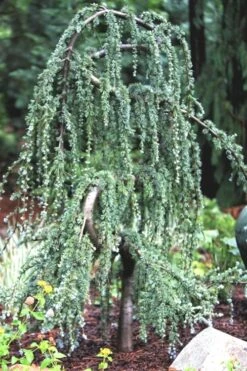 Serpentine Weeping Blue Atlas Cedar - 3 Gallon Pot -Plant Serie Store ceadr blue atlas serpentine 1