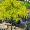 Gold Cascade Deodar Cedar (Single Trunk Topiary Tree)- 7 Gallon Pot 2 Gold Cascade Deodar Cedar (Single Trunk Topiary Tree)- 7 Gallon Pot -Plant Serie Store cedrus deodara gold cascade single trunk tree form topiary 2