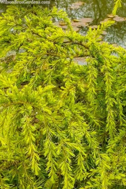 Gold Cascade Deodar Cedar (Single Trunk Topiary Tree)- 7 Gallon Pot -Plant Serie Store cedrus deodara gold cascade single trunk tree form topiary 3