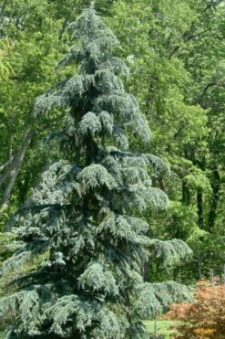 Karl Fuchs Deodar Cedar - 3 Gallon Pot -Plant Serie Store cedrus deodara karl fuchs himalayan cedar 1