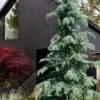 Karl Fuchs Deodar Cedar - 3 Gallon Pot -Plant Serie Store cedrus deodara karl fuchs himalayan cedar 3