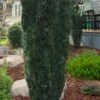Upright Japanese Plum Yew - Cephalotaxus Harringtonia 'Fastigiata' - 6 Pack Of 1 Gallon Pots -Plant Serie Store cephalotaxus harringtonia fastigiata upright japanese plum yew 100