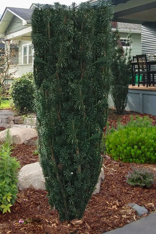 Upright Japanese Plum Yew - Cephalotaxus Harringtonia 'Fastigiata' - 6 Pack Of 1 Gallon Pots 3 Upright Japanese Plum Yew - Cephalotaxus Harringtonia 'Fastigiata' - 6 Pack Of 1 Gallon Pots