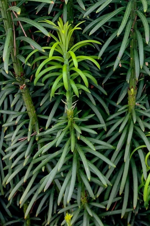 Upright Japanese Plum Yew - Cephalotaxus Harringtonia 'Fastigiata' - 6 Pack Of 1 Gallon Pots 6 Upright Japanese Plum Yew - Cephalotaxus Harringtonia 'Fastigiata' - 6 Pack Of 1 Gallon Pots - Image 4