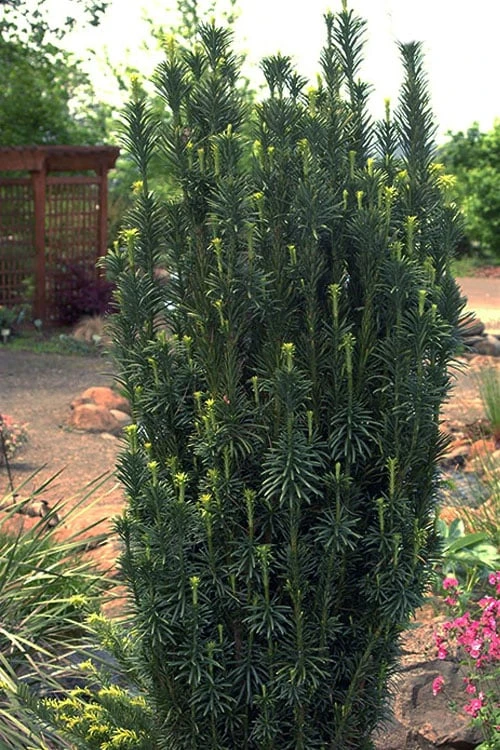 Upright Japanese Plum Yew - Cephalotaxus Harringtonia 'Fastigiata' - 6 Pack Of 1 Gallon Pots 7 Upright Japanese Plum Yew - Cephalotaxus Harringtonia 'Fastigiata' - 6 Pack Of 1 Gallon Pots - Image 5