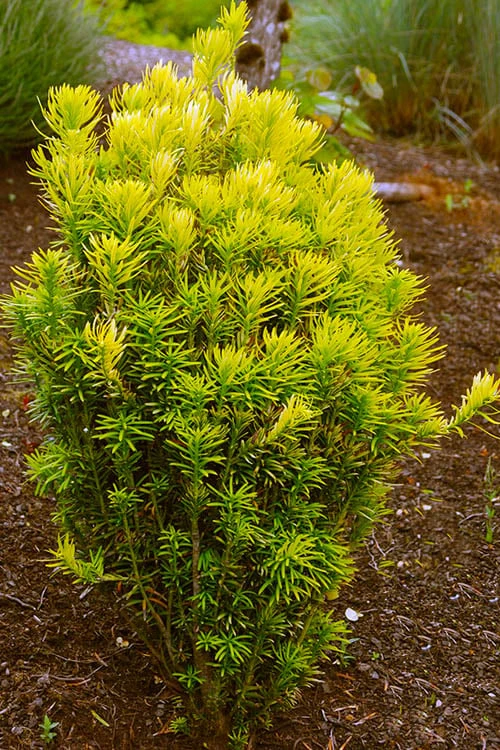 Korean Gold Plum Yew (Cephalotaxus) - 3 Gallon Pot 3 Korean Gold Plum Yew (Cephalotaxus) - 3 Gallon Pot