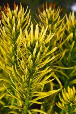 Korean Gold Plum Yew (Cephalotaxus) - 3 Gallon Pot 10 Korean Gold Plum Yew (Cephalotaxus) - 3 Gallon Pot -Plant Serie Store cephalotaxus harringtonia korean gold japanese yew 13