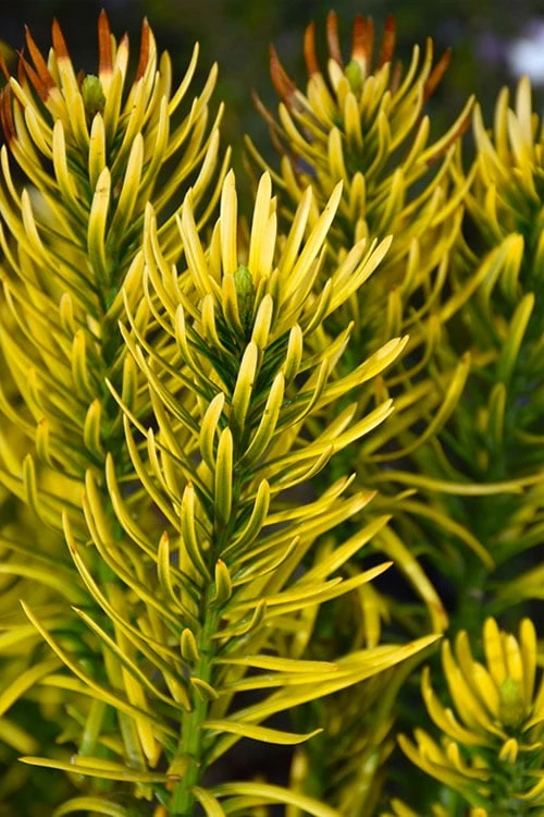 Korean Gold Plum Yew (Cephalotaxus) - 3 Gallon Pot 6 Korean Gold Plum Yew (Cephalotaxus) - 3 Gallon Pot - Image 4