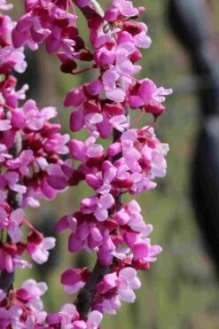 Traveller Weeping Redbud Tree - 7 Gallon Pot -Plant Serie Store cercis canadensis travelers pink weeping redbud 6